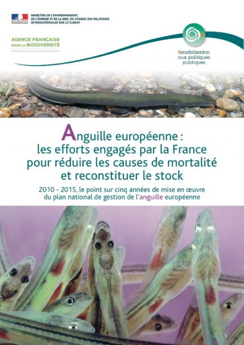 [Publication] Anguille européenne : les efforts engagés par la France pour réduire les causes de mortalité et reconstituer le stock