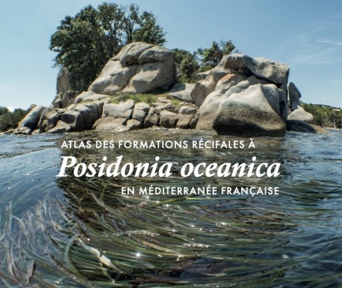 [Publication] Atlas des formations récifales à posidonies en méditerranée française