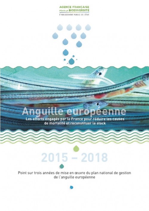 [Publication] 2015 - 2018, le point sur cinq années de mise en œuvre du plan national de gestion de l’anguille européenne - Agence française pour la biodiversité