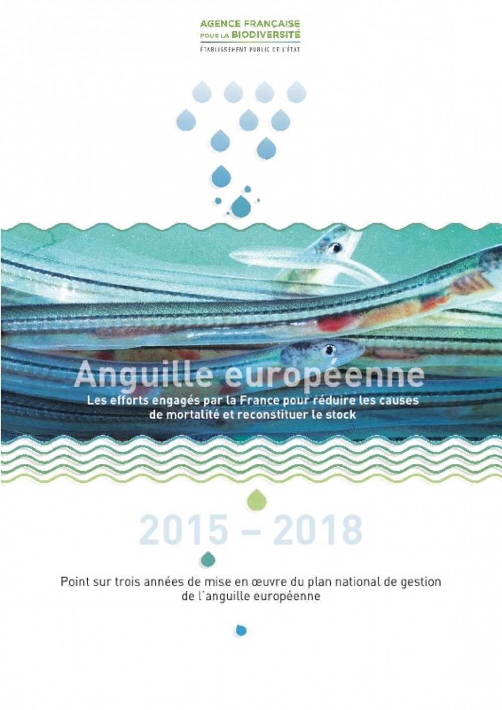[Publication] 2015 - 2018, le point sur cinq années de mise en œuvre du plan national de gestion de l’anguille européenne - Agence française pour la biodiversité