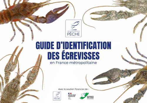 [Publication] Guide d'identification des écrevisses en France métropolitaine