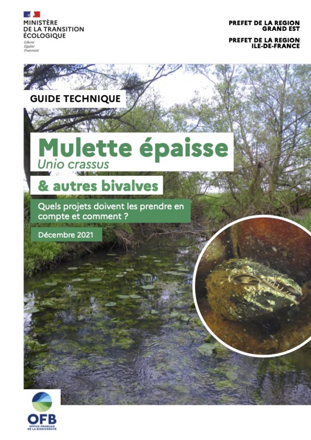 [Publication] Guide technique - Mulette épaisse et autres bivalves : quels projets doivent les prendre en compte et comment ?