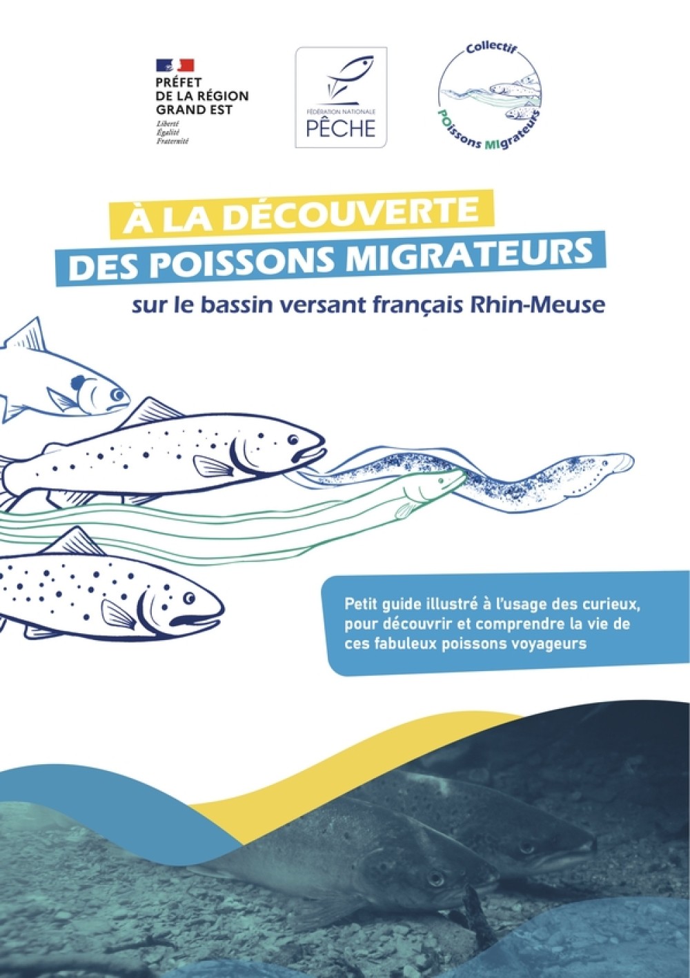 [Publication] Guide illustré pour découvrir les poissons migrateurs du bassin Rhin-Meuse !