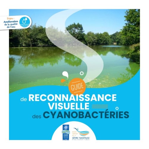 Guide de reconnaissance visuelle des cyanobactéries