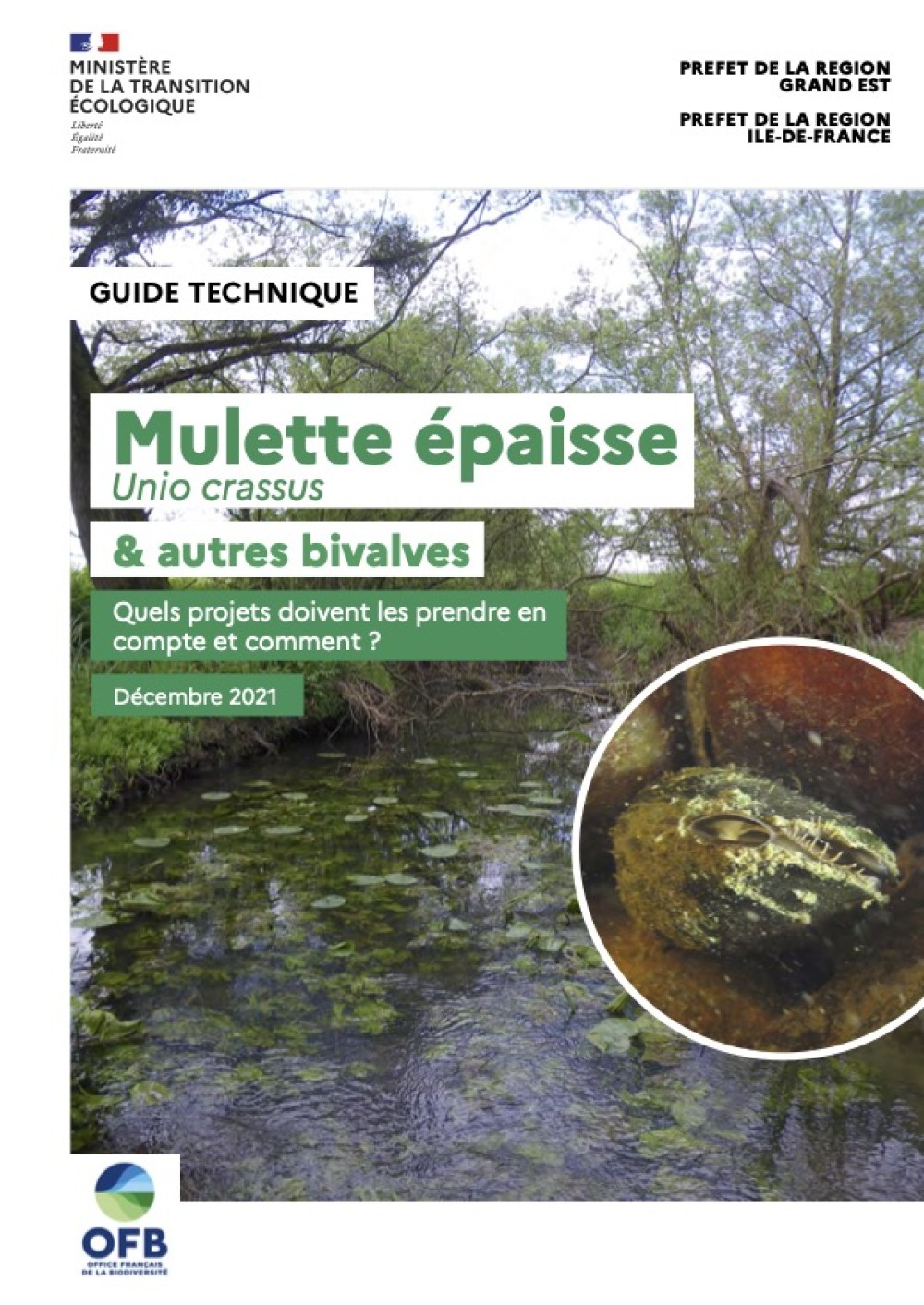 [Publication] La Mulette épaisse (Unio crassus) et autres bivalves : quels projets doivent les prendre en compte et comment ? - DREAL Grand Est